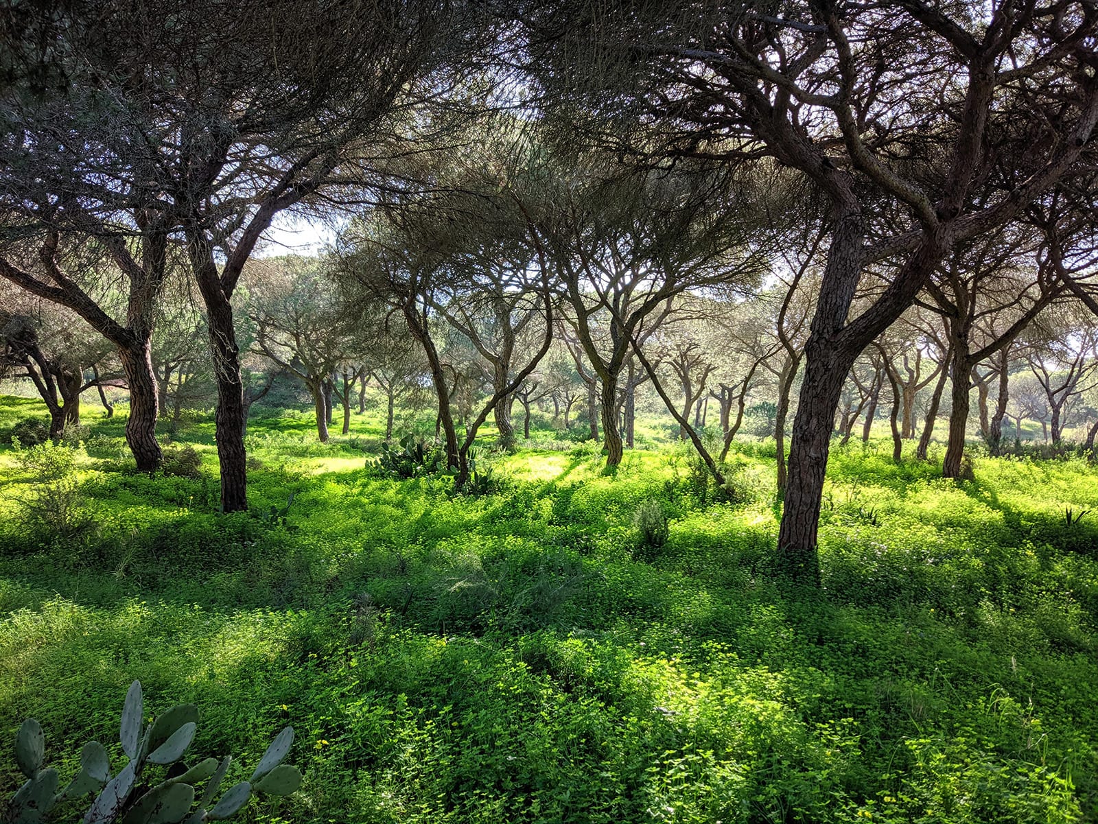 Coastal pine forest